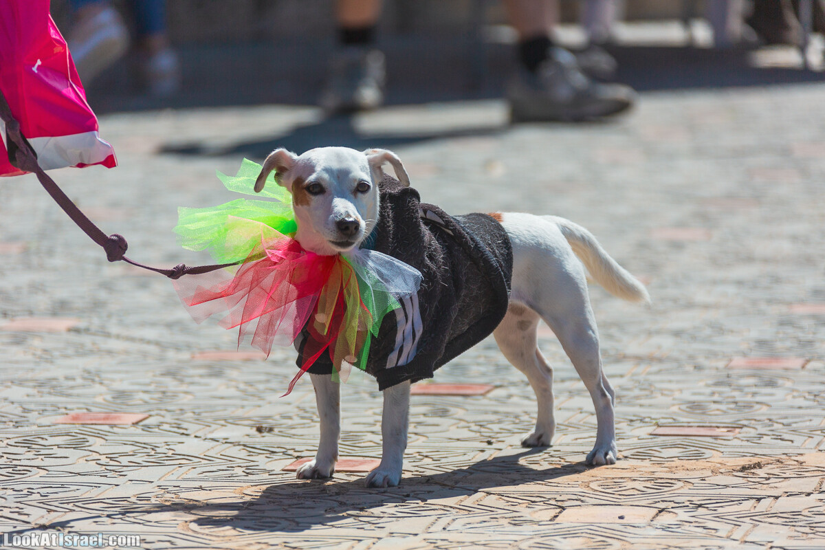 Костюмированный Пурим для собак, Тель-Авив | Dog's Purim in Tel-Aviv | אירוע פורים בתחנה- שישי כלבבי | LookAtIsrael.com - Фото путешествия по Израилю