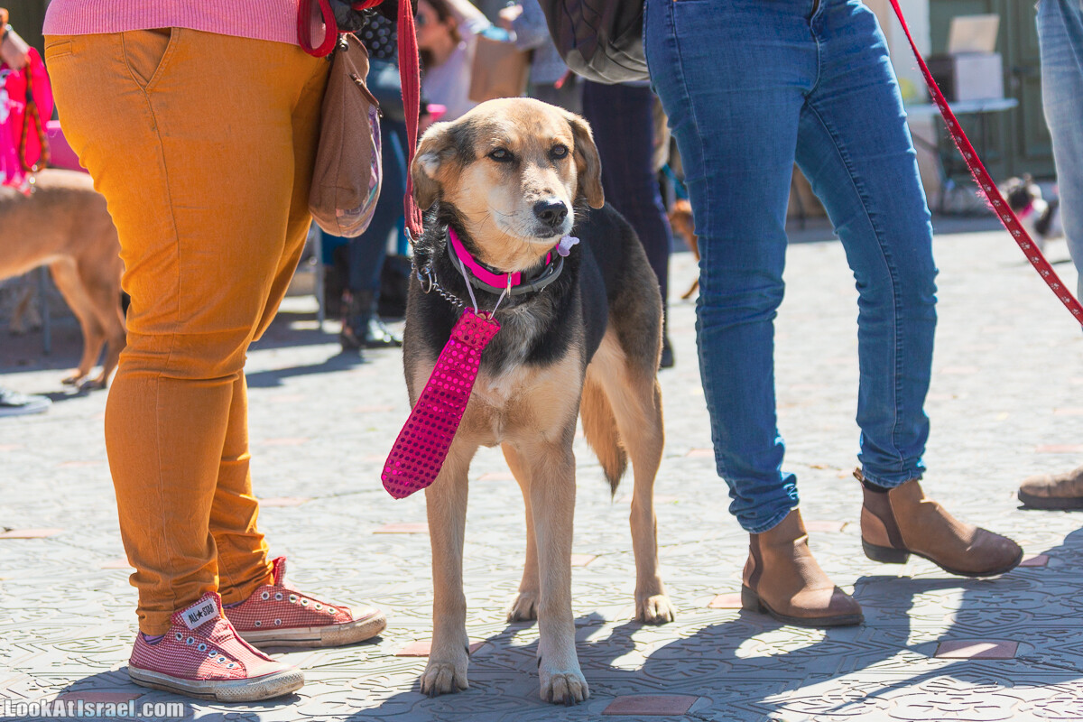 Костюмированный Пурим для собак, Тель-Авив | Dog's Purim in Tel-Aviv | אירוע פורים בתחנה- שישי כלבבי | LookAtIsrael.com - Фото путешествия по Израилю