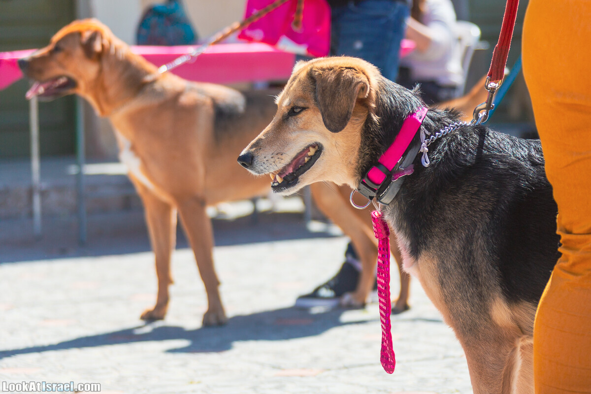 Костюмированный Пурим для собак, Тель-Авив | Dog's Purim in Tel-Aviv | אירוע פורים בתחנה- שישי כלבבי | LookAtIsrael.com - Фото путешествия по Израилю