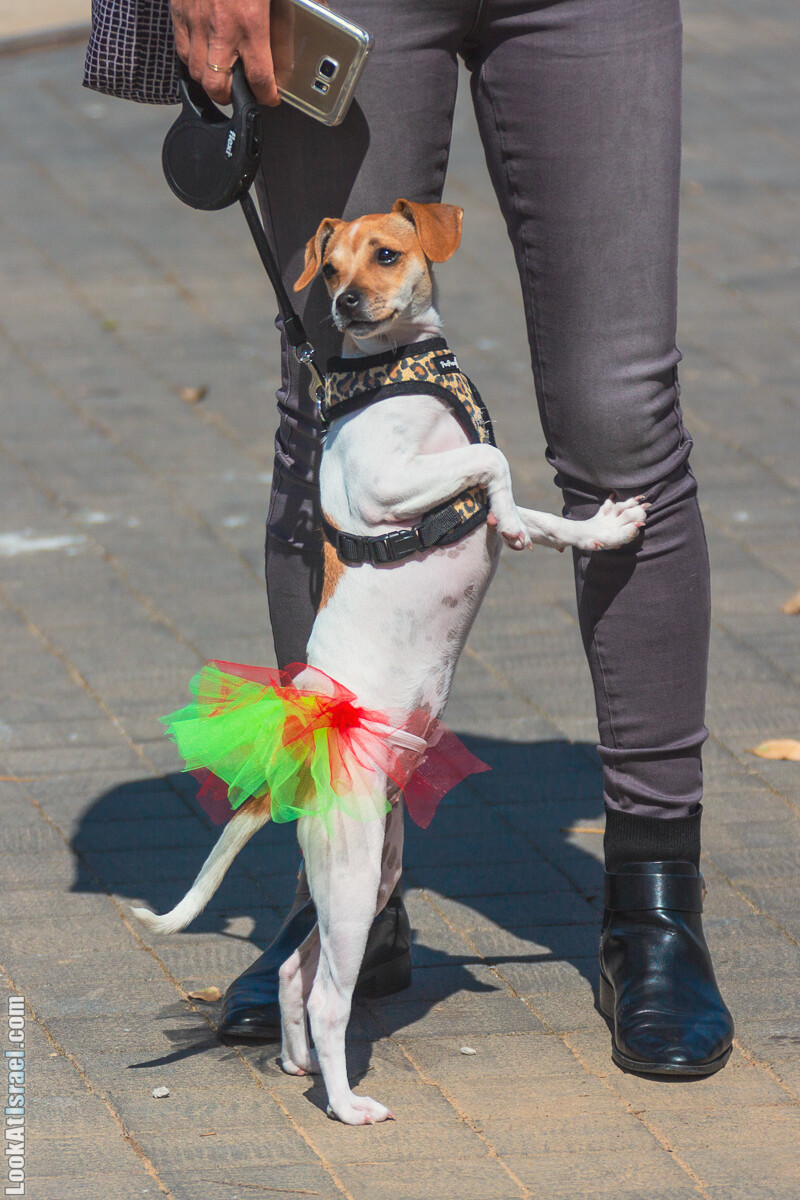 Костюмированный Пурим для собак, Тель-Авив | Dog's Purim in Tel-Aviv | אירוע פורים בתחנה- שישי כלבבי | LookAtIsrael.com - Фото путешествия по Израилю