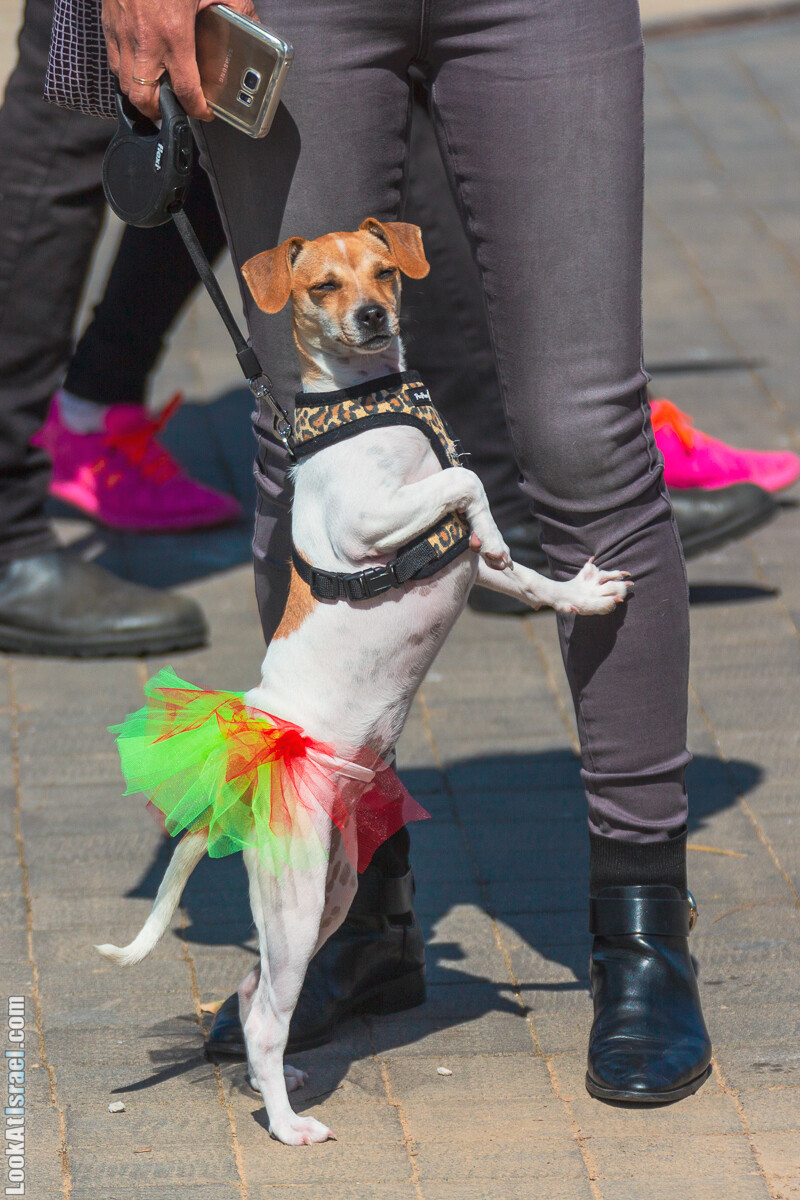 Костюмированный Пурим для собак, Тель-Авив | Dog's Purim in Tel-Aviv | אירוע פורים בתחנה- שישי כלבבי | LookAtIsrael.com - Фото путешествия по Израилю