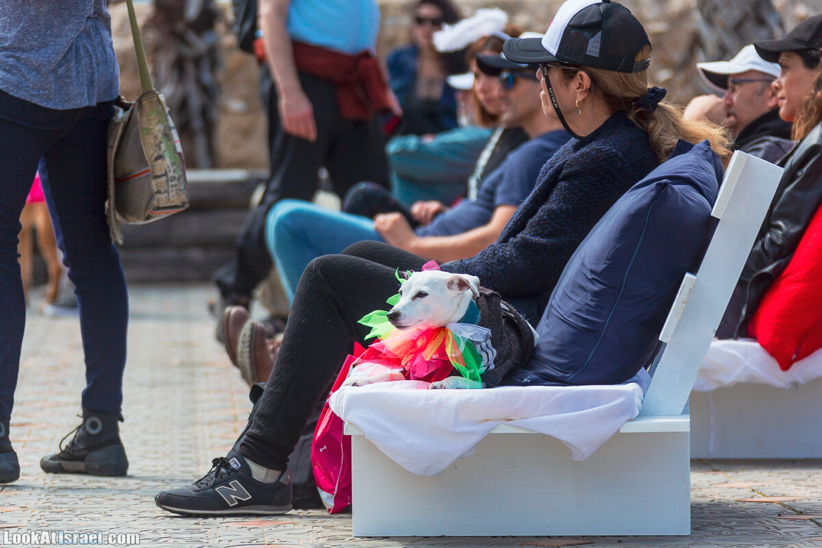 Костюмированный Пурим для собак, Тель-Авив | Dog's Purim in Tel-Aviv | אירוע פורים בתחנה- שישי כלבבי | LookAtIsrael.com - Фото путешествия по Израилю
