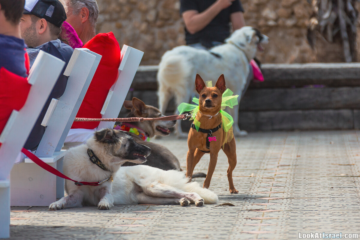 Костюмированный Пурим для собак, Тель-Авив | Dog's Purim in Tel-Aviv | אירוע פורים בתחנה- שישי כלבבי | LookAtIsrael.com - Фото путешествия по Израилю