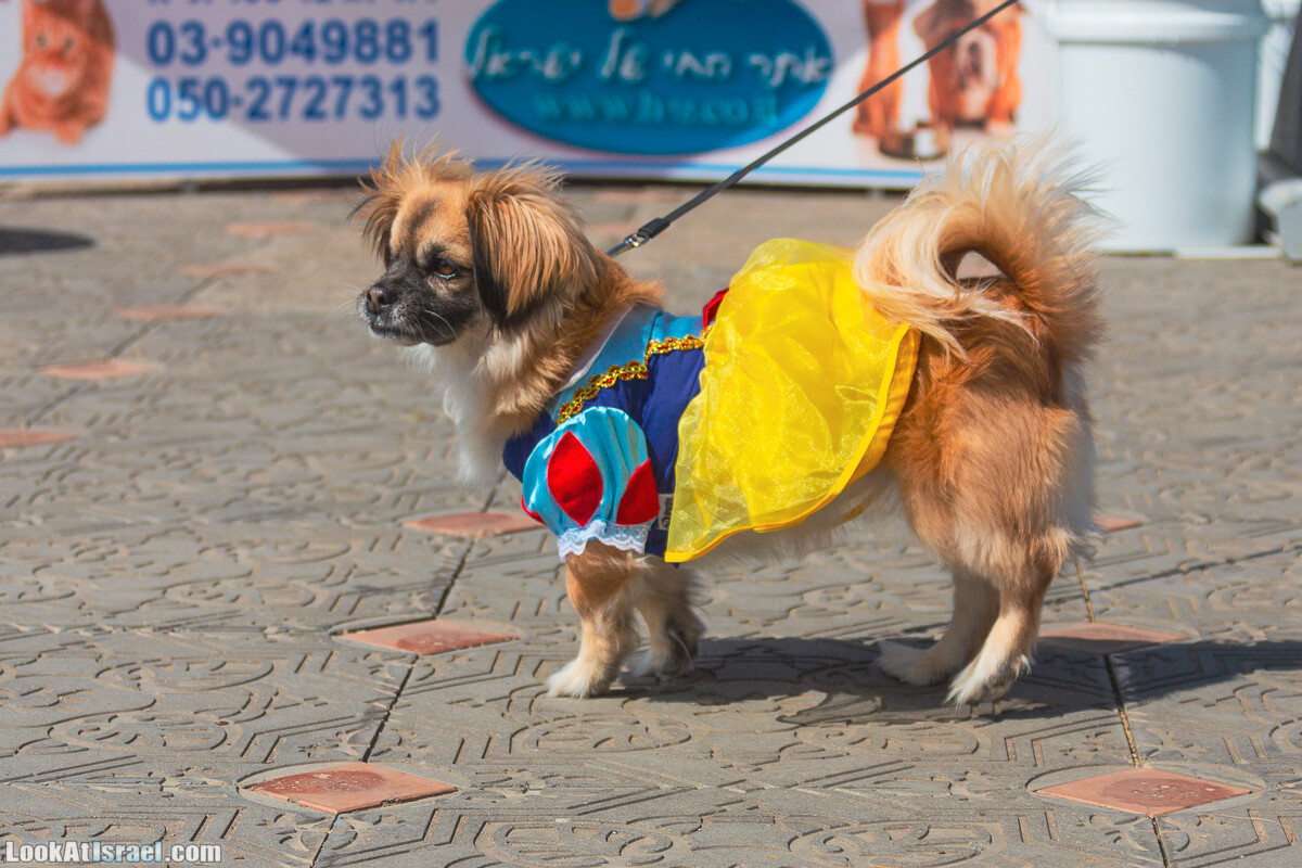 Костюмированный Пурим для собак, Тель-Авив | Dog's Purim in Tel-Aviv | אירוע פורים בתחנה- שישי כלבבי | LookAtIsrael.com - Фото путешествия по Израилю