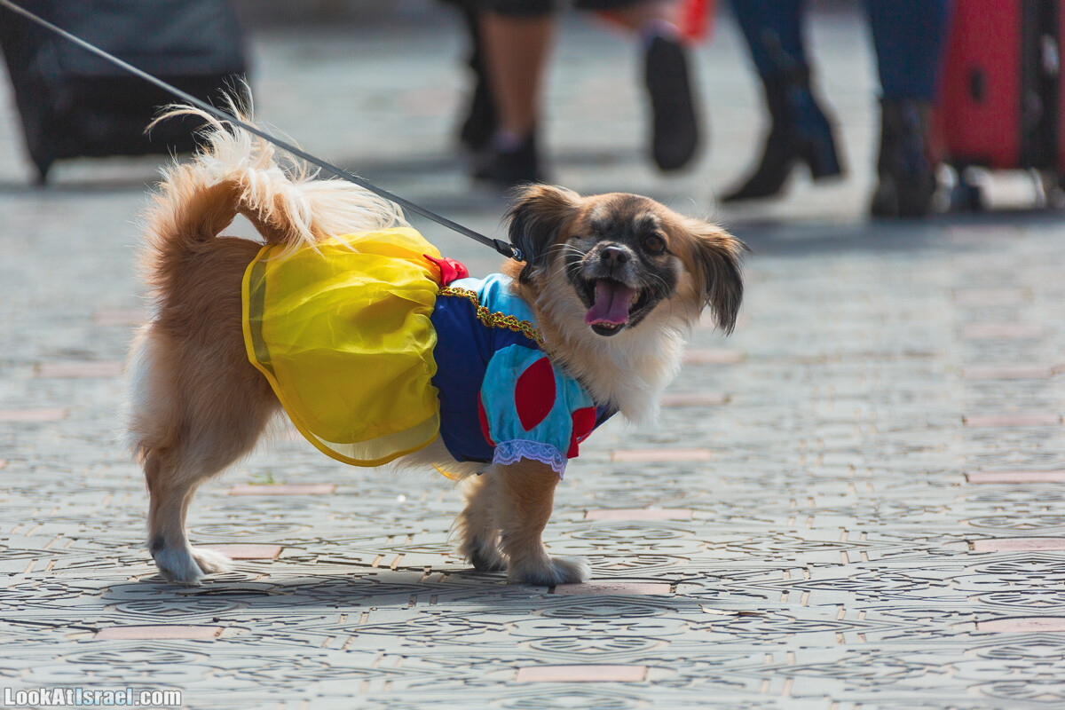 Костюмированный Пурим для собак, Тель-Авив | Dog's Purim in Tel-Aviv | אירוע פורים בתחנה- שישי כלבבי | LookAtIsrael.com - Фото путешествия по Израилю