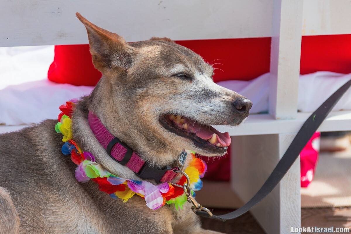 Костюмированный Пурим для собак, Тель-Авив | Dog's Purim in Tel-Aviv | אירוע פורים בתחנה- שישי כלבבי | LookAtIsrael.com - Фото путешествия по Израилю