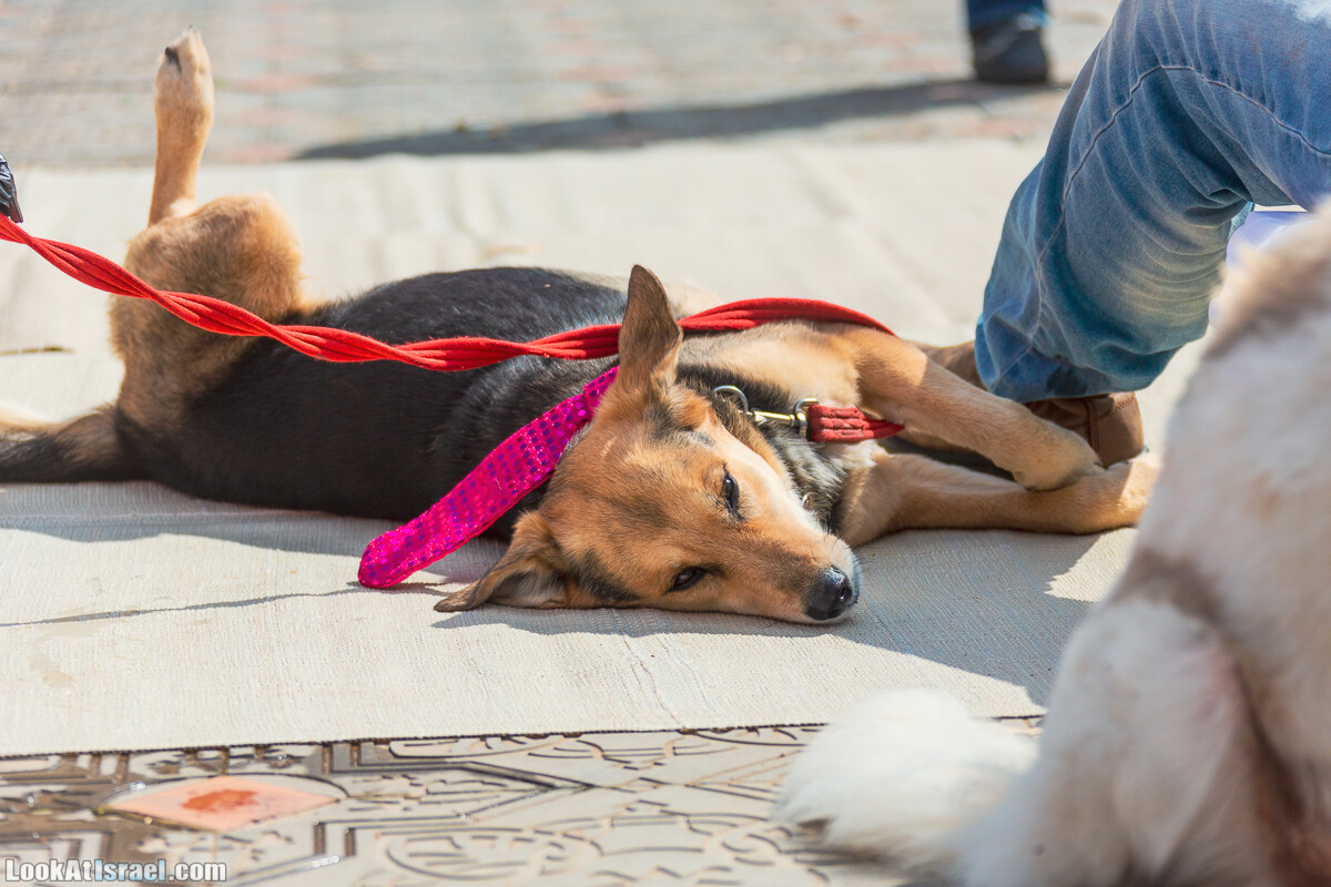 Костюмированный Пурим для собак, Тель-Авив | Dog's Purim in Tel-Aviv | אירוע פורים בתחנה- שישי כלבבי | LookAtIsrael.com - Фото путешествия по Израилю