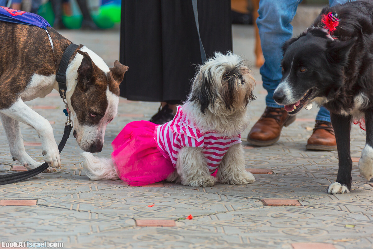 Костюмированный Пурим для собак, Тель-Авив | Dog's Purim in Tel-Aviv | אירוע פורים בתחנה- שישי כלבבי | LookAtIsrael.com - Фото путешествия по Израилю