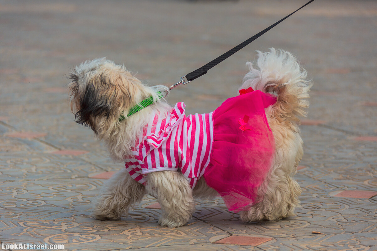 Костюмированный Пурим для собак, Тель-Авив | Dog's Purim in Tel-Aviv | אירוע פורים בתחנה- שישי כלבבי | LookAtIsrael.com - Фото путешествия по Израилю