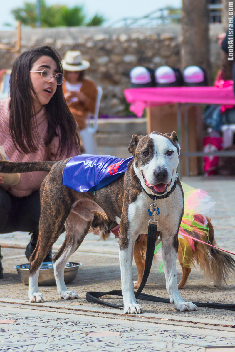 Костюмированный Пурим для собак, Тель-Авив | Dog's Purim in Tel-Aviv | אירוע פורים בתחנה- שישי כלבבי | LookAtIsrael.com - Фото путешествия по Израилю