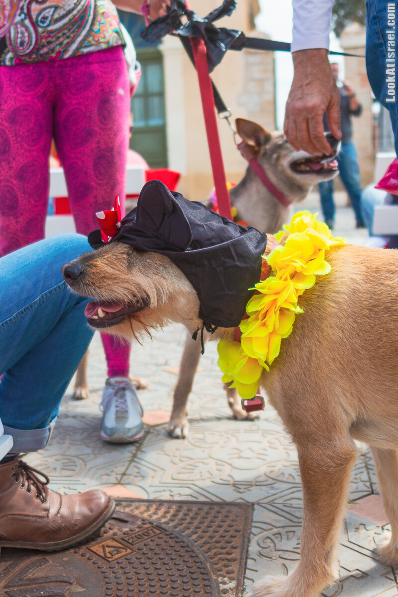 Костюмированный Пурим для собак, Тель-Авив | Dog's Purim in Tel-Aviv | אירוע פורים בתחנה- שישי כלבבי | LookAtIsrael.com - Фото путешествия по Израилю