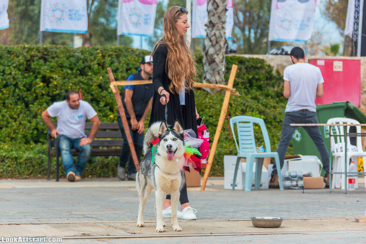Костюмированный Пурим для собак, Тель-Авив | Dog's Purim in Tel-Aviv | אירוע פורים בתחנה- שישי כלבבי | LookAtIsrael.com - Фото путешествия по Израилю