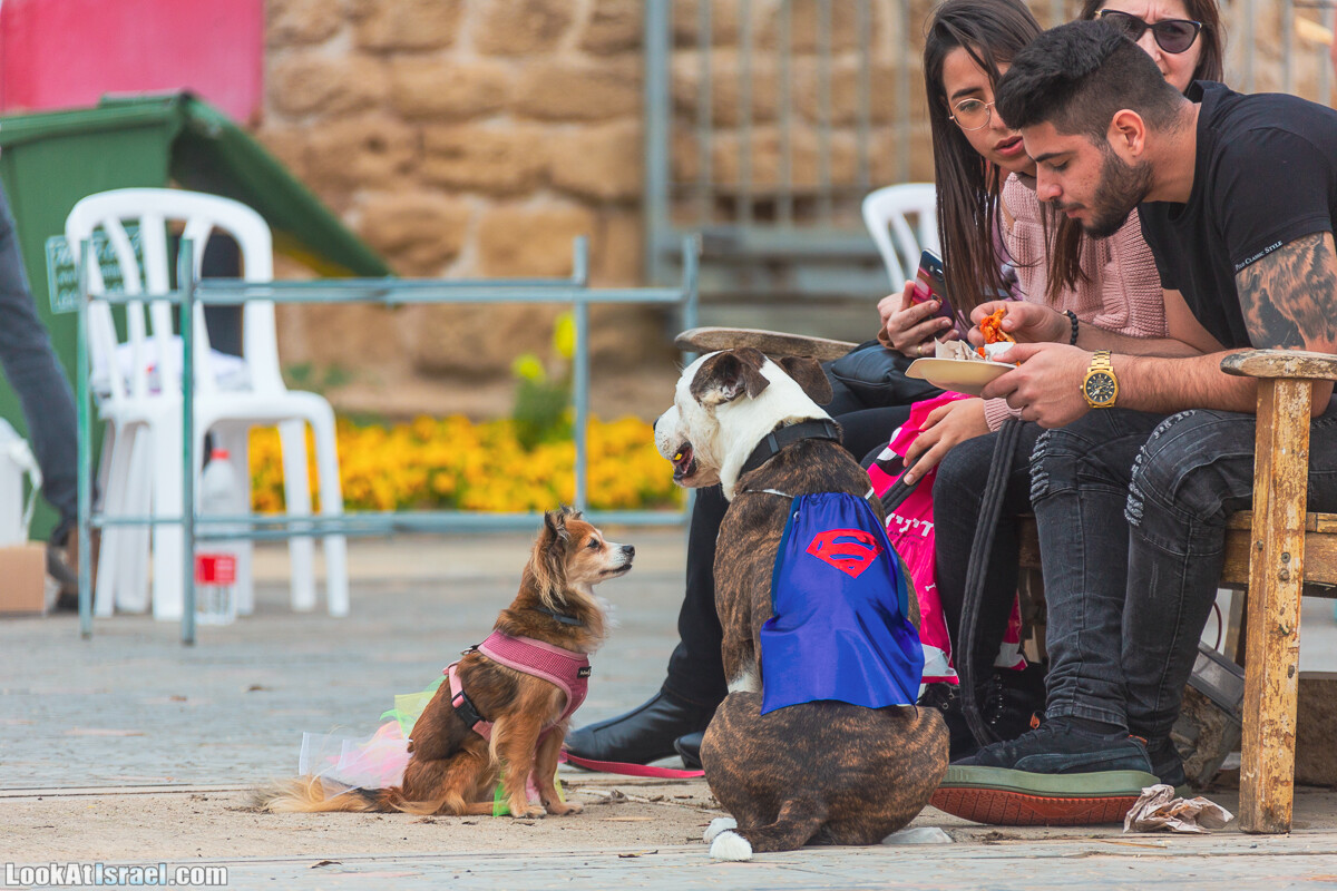 Костюмированный Пурим для собак, Тель-Авив | Dog's Purim in Tel-Aviv | אירוע פורים בתחנה- שישי כלבבי | LookAtIsrael.com - Фото путешествия по Израилю