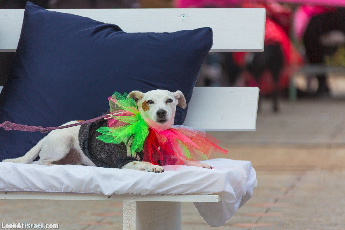 Костюмированный Пурим для собак, Тель-Авив | Dog's Purim in Tel-Aviv | אירוע פורים בתחנה- שישי כלבבי | LookAtIsrael.com - Фото путешествия по Израилю