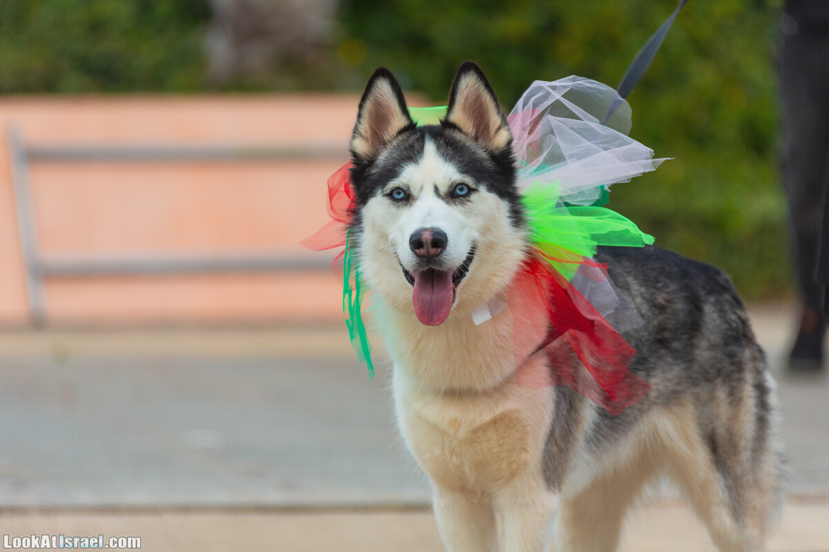 Костюмированный Пурим для собак, Тель-Авив | Dog's Purim in Tel-Aviv | אירוע פורים בתחנה- שישי כלבבי | LookAtIsrael.com - Фото путешествия по Израилю