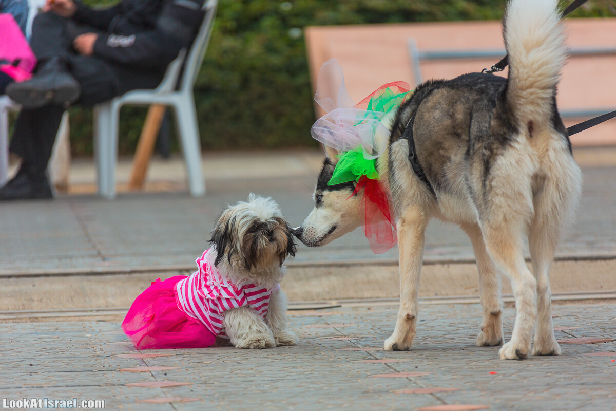 Костюмированный Пурим для собак, Тель-Авив | Dog's Purim in Tel-Aviv | אירוע פורים בתחנה- שישי כלבבי | LookAtIsrael.com - Фото путешествия по Израилю
