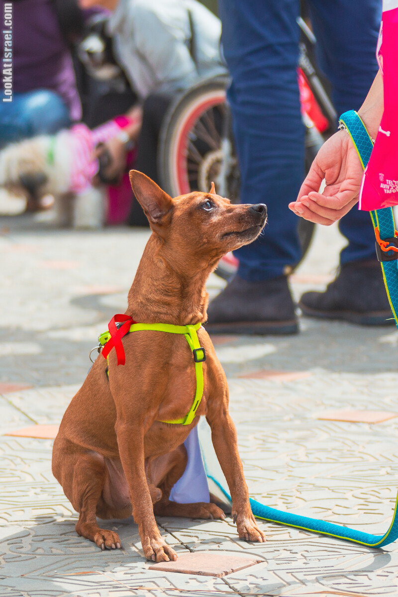 Костюмированный Пурим для собак, Тель-Авив | Dog's Purim in Tel-Aviv | אירוע פורים בתחנה- שישי כלבבי | LookAtIsrael.com - Фото путешествия по Израилю
