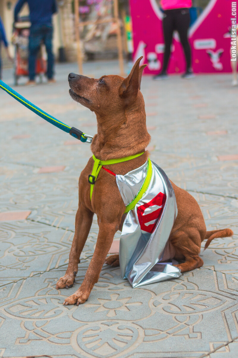 Костюмированный Пурим для собак, Тель-Авив | Dog's Purim in Tel-Aviv | אירוע פורים בתחנה- שישי כלבבי | LookAtIsrael.com - Фото путешествия по Израилю