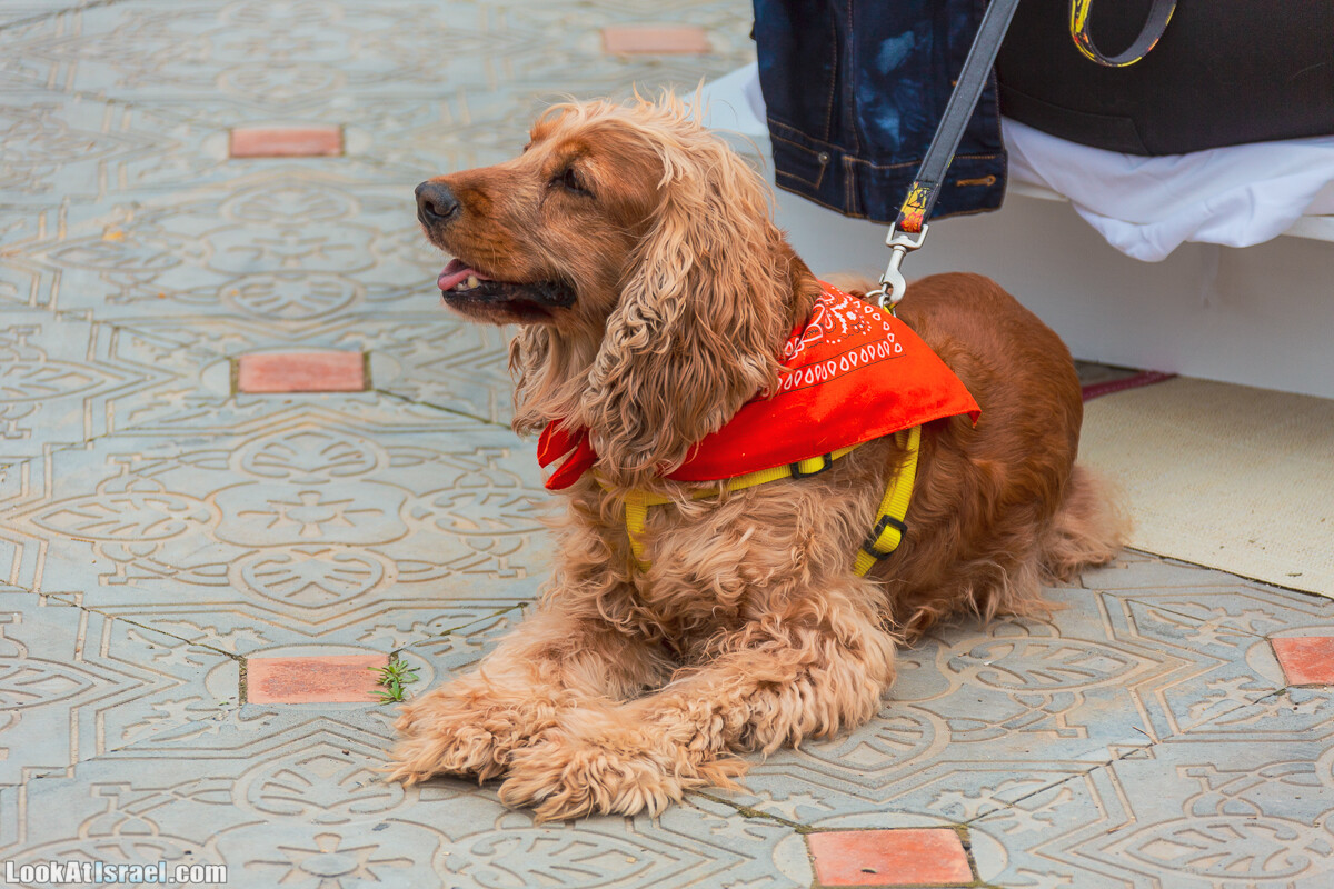 Костюмированный Пурим для собак, Тель-Авив | Dog's Purim in Tel-Aviv | אירוע פורים בתחנה- שישי כלבבי | LookAtIsrael.com - Фото путешествия по Израилю