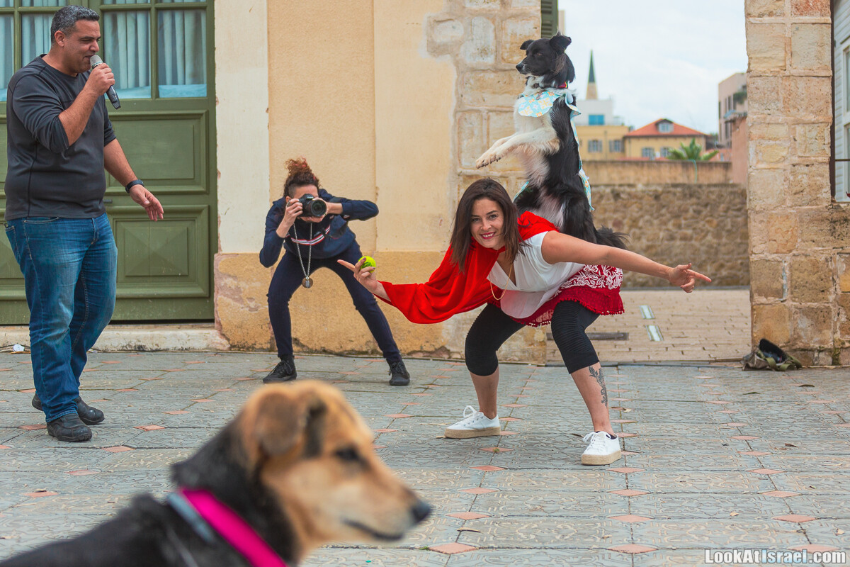Костюмированный Пурим для собак, Тель-Авив | Dog's Purim in Tel-Aviv | אירוע פורים בתחנה- שישי כלבבי | LookAtIsrael.com - Фото путешествия по Израилю