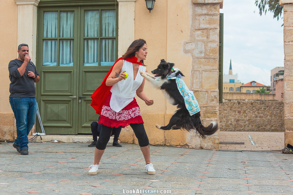 Костюмированный Пурим для собак, Тель-Авив | Dog's Purim in Tel-Aviv | אירוע פורים בתחנה- שישי כלבבי | LookAtIsrael.com - Фото путешествия по Израилю