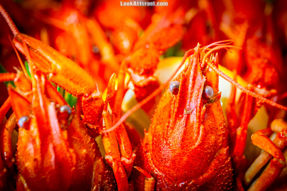 Букет с пивом и раками, BeerTime | LookAtIsrael.com - Фото путешествия по Израилю