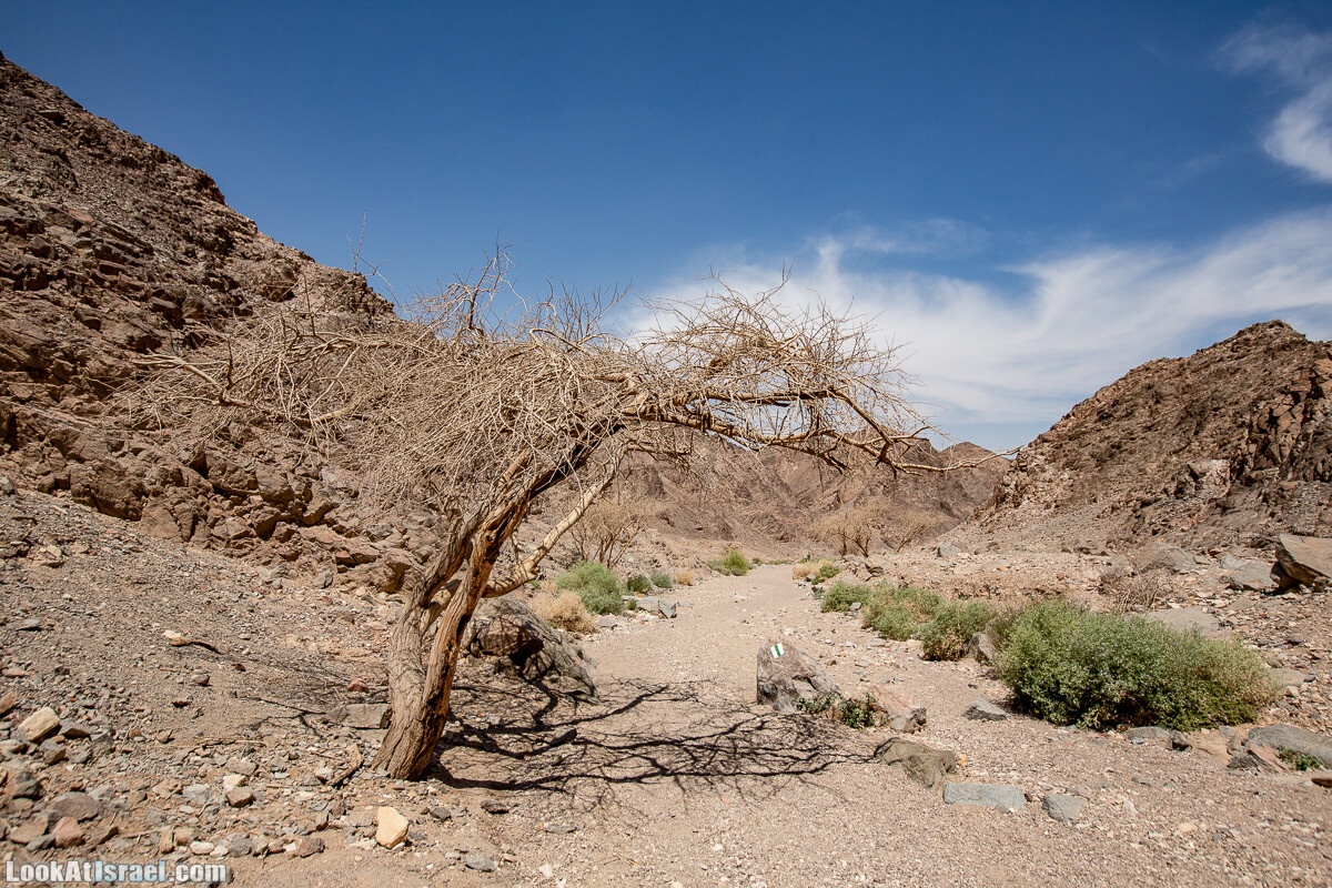 Цфахот | Mount Tsfahot | הר צפחות | LookAtIsrael.com - Фото путешествия по Израилю