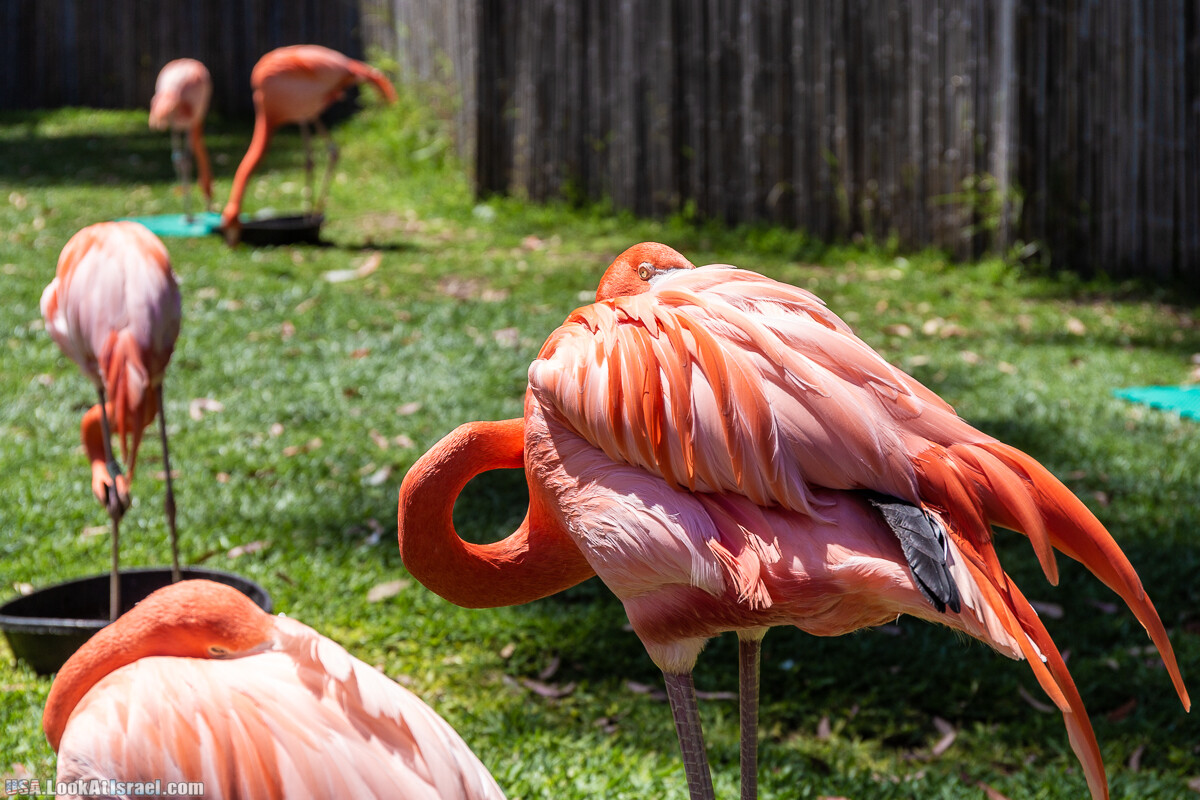 Зоопарк Сан Диего | LookAtIsrael.com - Фото путешествия по Израилю