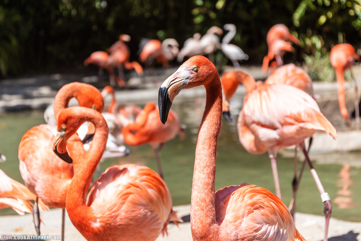 Зоопарк Сан Диего | LookAtIsrael.com - Фото путешествия по Израилю