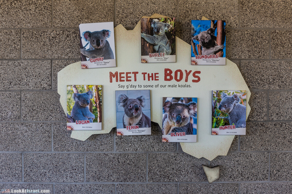 Зоопарк Сан Диего | LookAtIsrael.com - Фото путешествия по Израилю