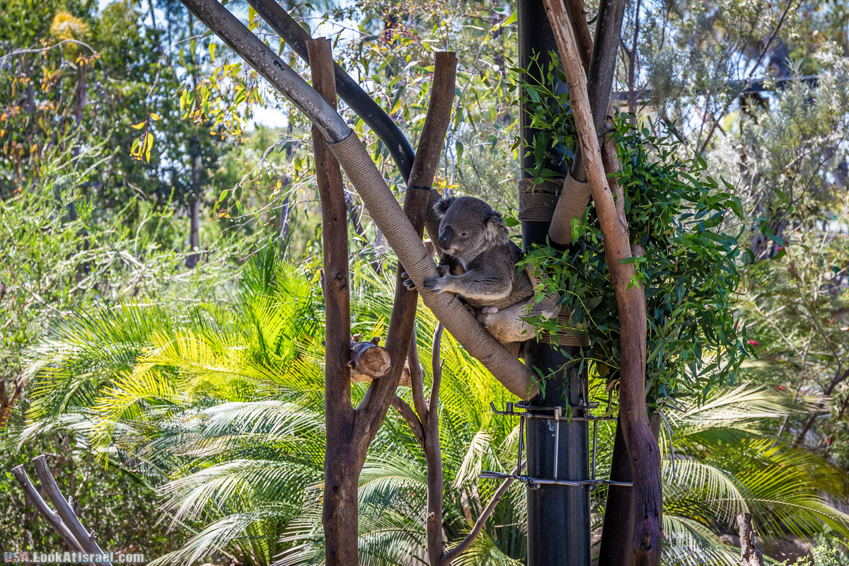 Зоопарк Сан Диего | LookAtIsrael.com - Фото путешествия по Израилю