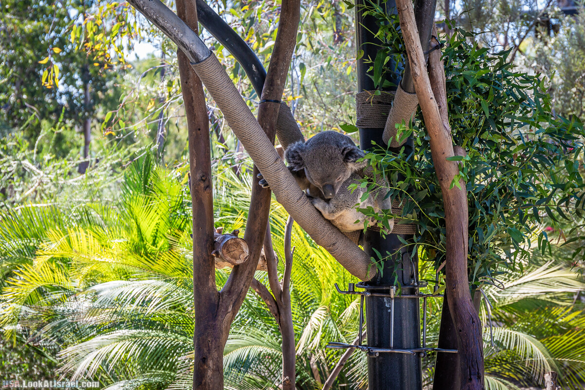 Зоопарк Сан Диего | LookAtIsrael.com - Фото путешествия по Израилю