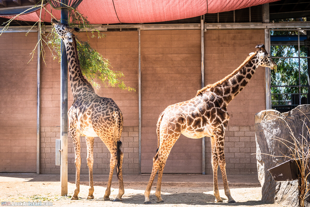 Зоопарк Сан Диего | LookAtIsrael.com - Фото путешествия по Израилю