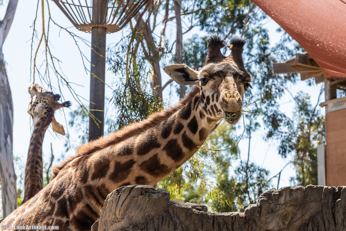 Зоопарк Сан Диего | LookAtIsrael.com - Фото путешествия по Израилю