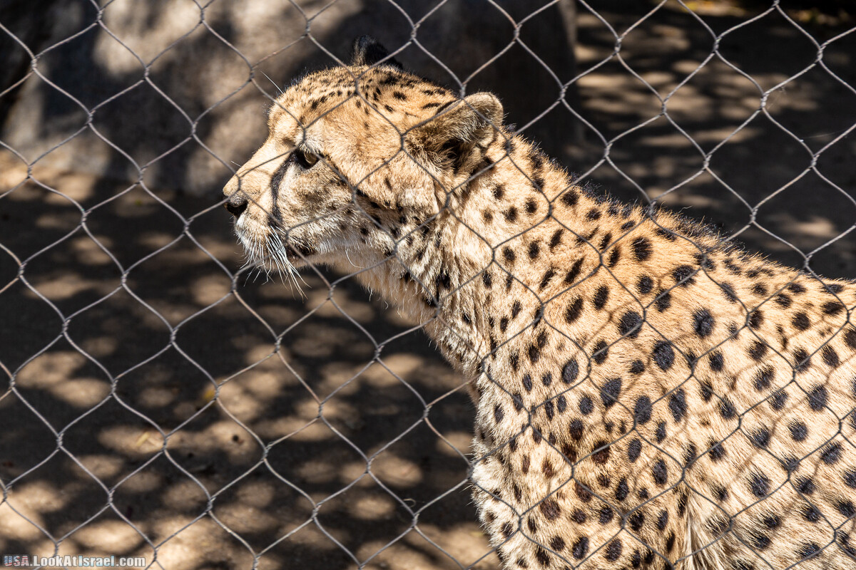 Зоопарк Сан Диего | LookAtIsrael.com - Фото путешествия по Израилю
