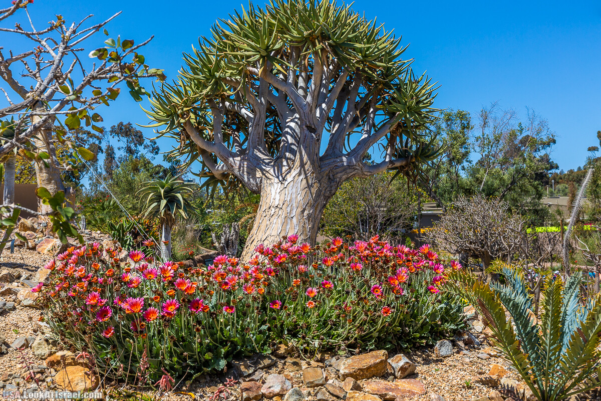 Зоопарк Сан Диего | LookAtIsrael.com - Фото путешествия по Израилю