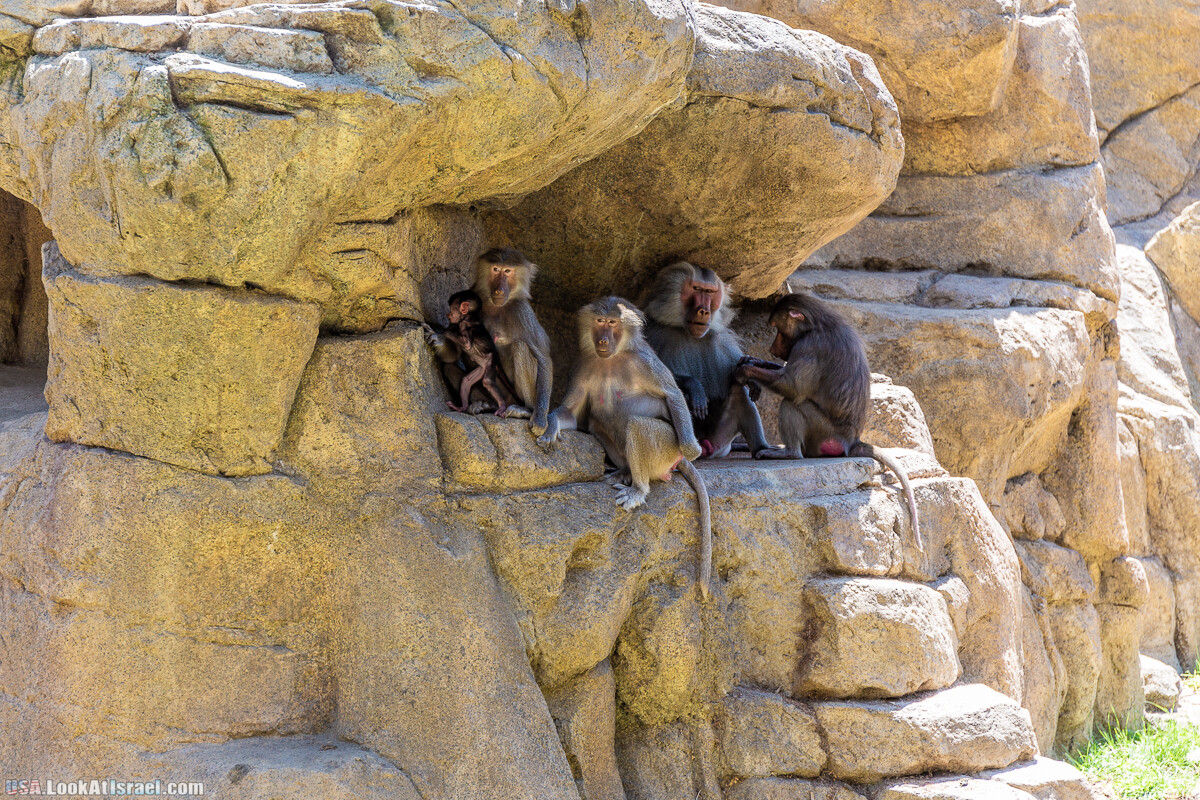 Зоопарк Сан Диего | LookAtIsrael.com - Фото путешествия по Израилю