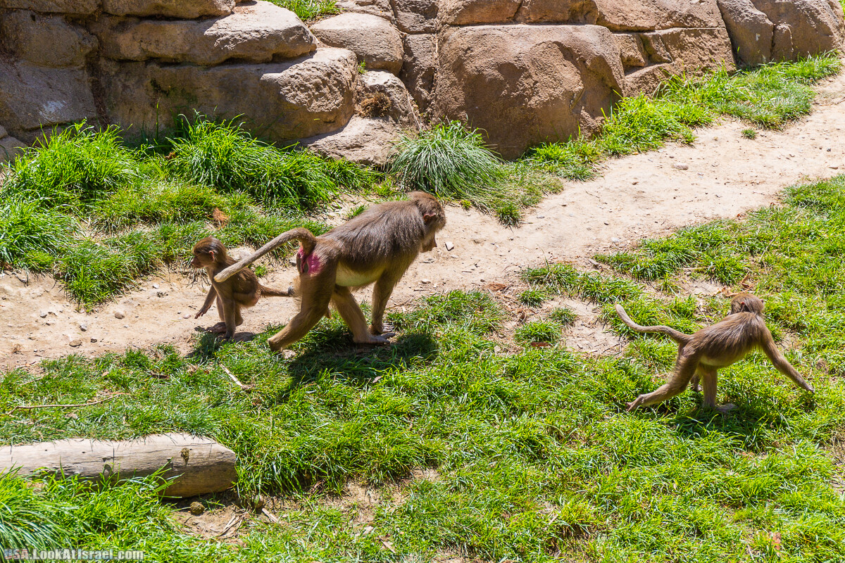 Зоопарк Сан Диего | LookAtIsrael.com - Фото путешествия по Израилю