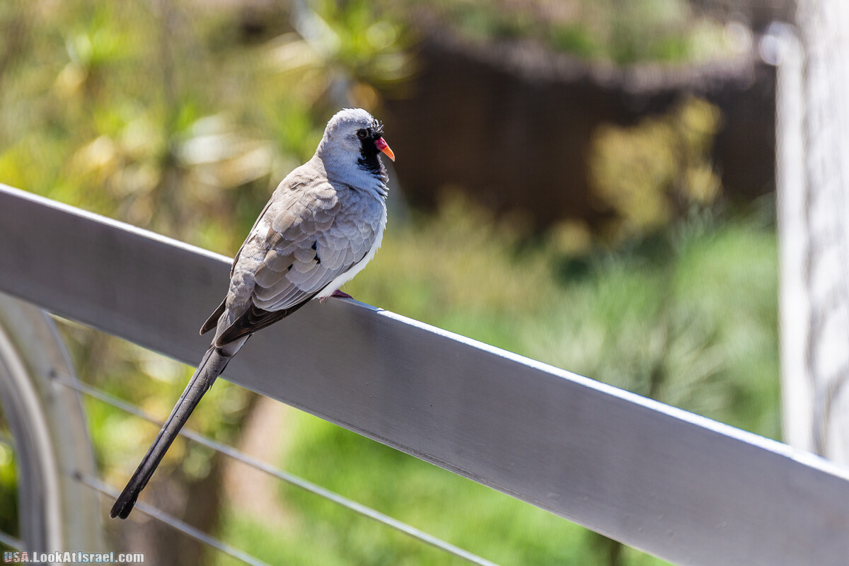 Зоопарк Сан Диего | LookAtIsrael.com - Фото путешествия по Израилю