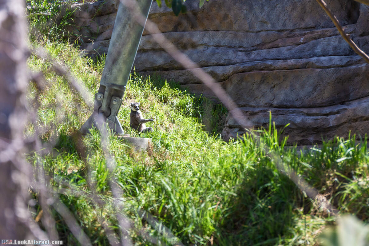 Зоопарк Сан Диего | LookAtIsrael.com - Фото путешествия по Израилю