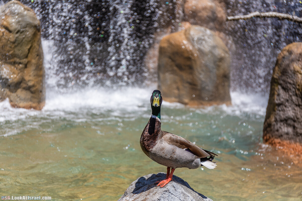 Зоопарк Сан Диего | LookAtIsrael.com - Фото путешествия по Израилю