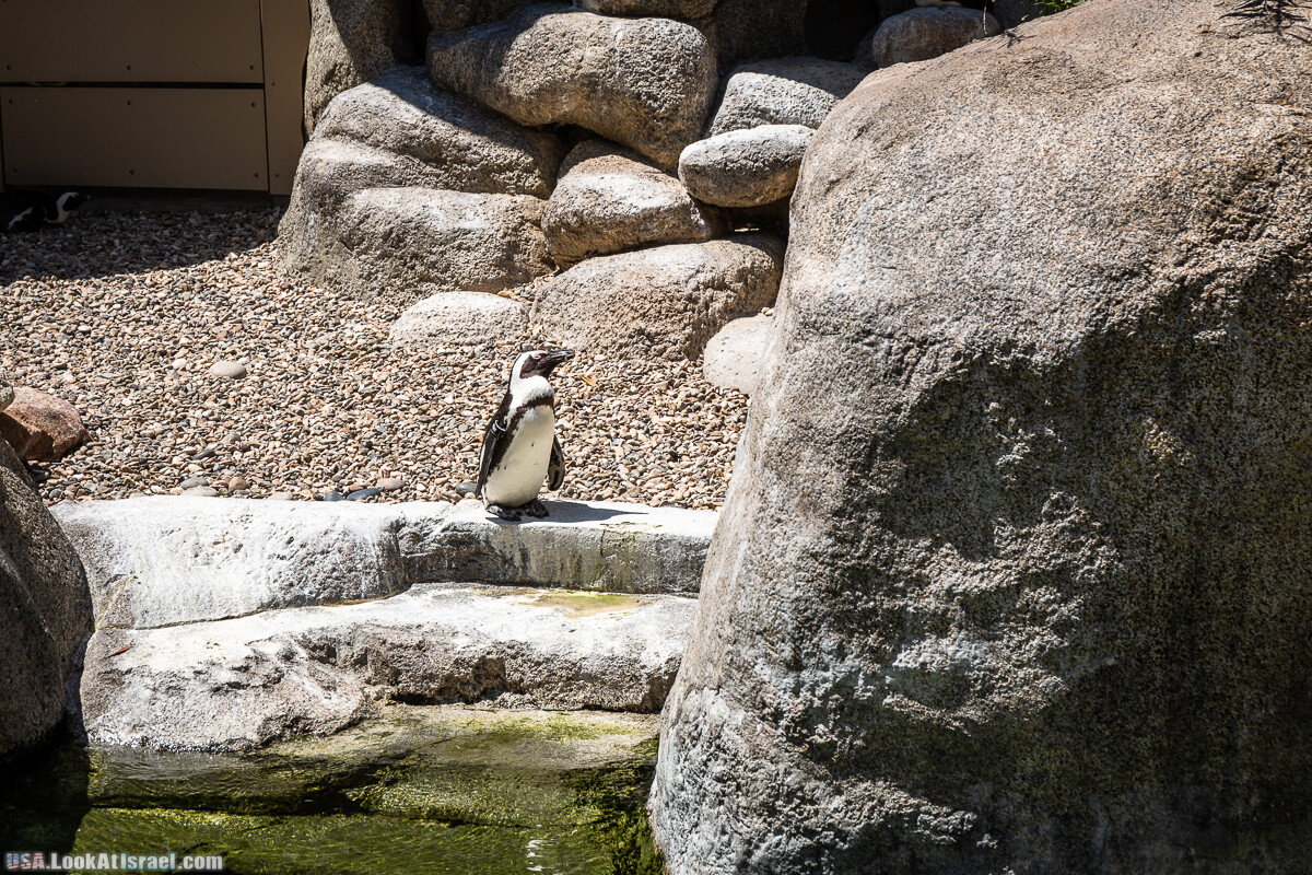 Зоопарк Сан Диего | LookAtIsrael.com - Фото путешествия по Израилю