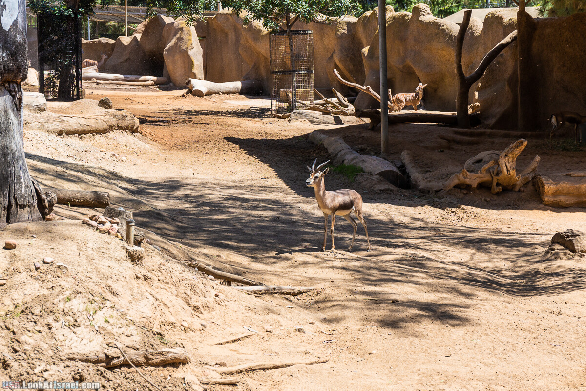 Зоопарк Сан Диего | LookAtIsrael.com - Фото путешествия по Израилю
