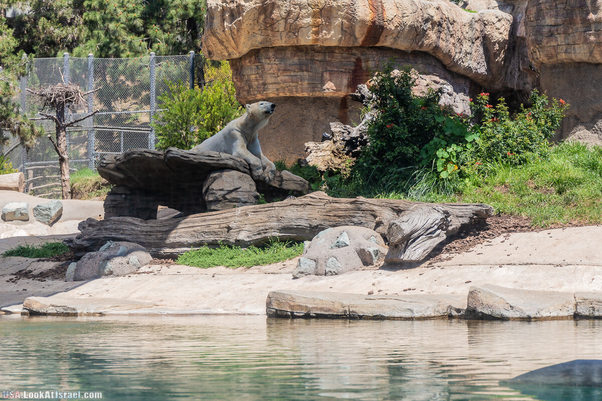 Зоопарк Сан Диего | LookAtIsrael.com - Фото путешествия по Израилю