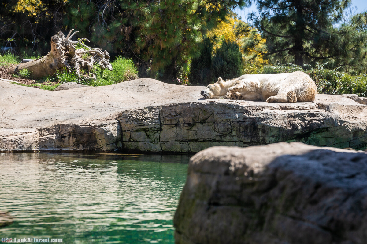 Зоопарк Сан Диего | LookAtIsrael.com - Фото путешествия по Израилю