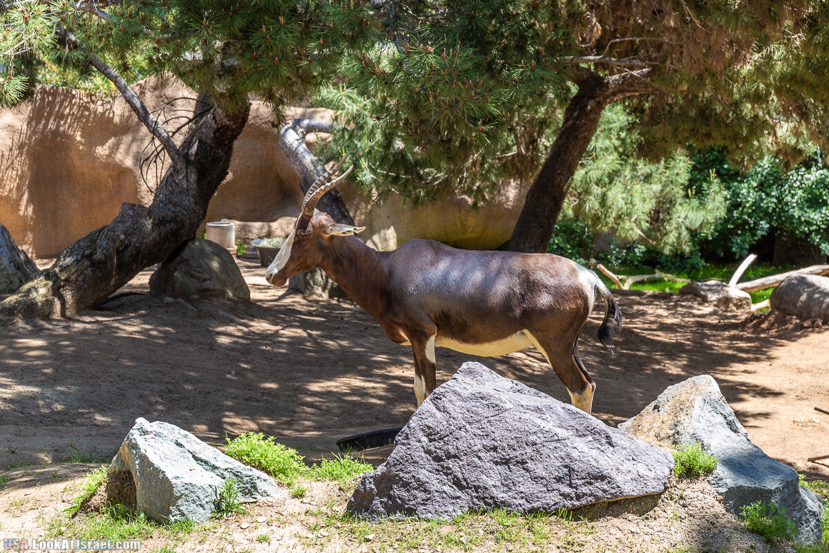 Зоопарк Сан Диего | LookAtIsrael.com - Фото путешествия по Израилю