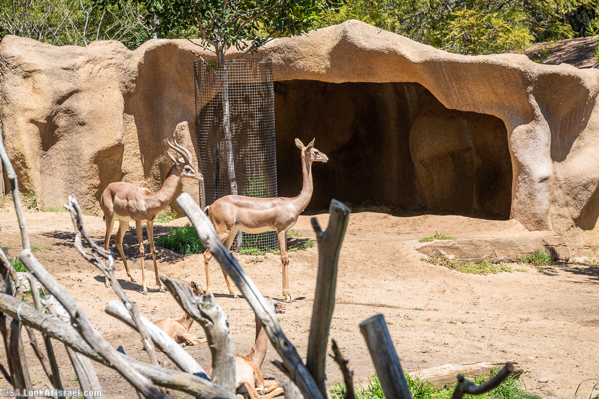 Зоопарк Сан Диего | LookAtIsrael.com - Фото путешествия по Израилю