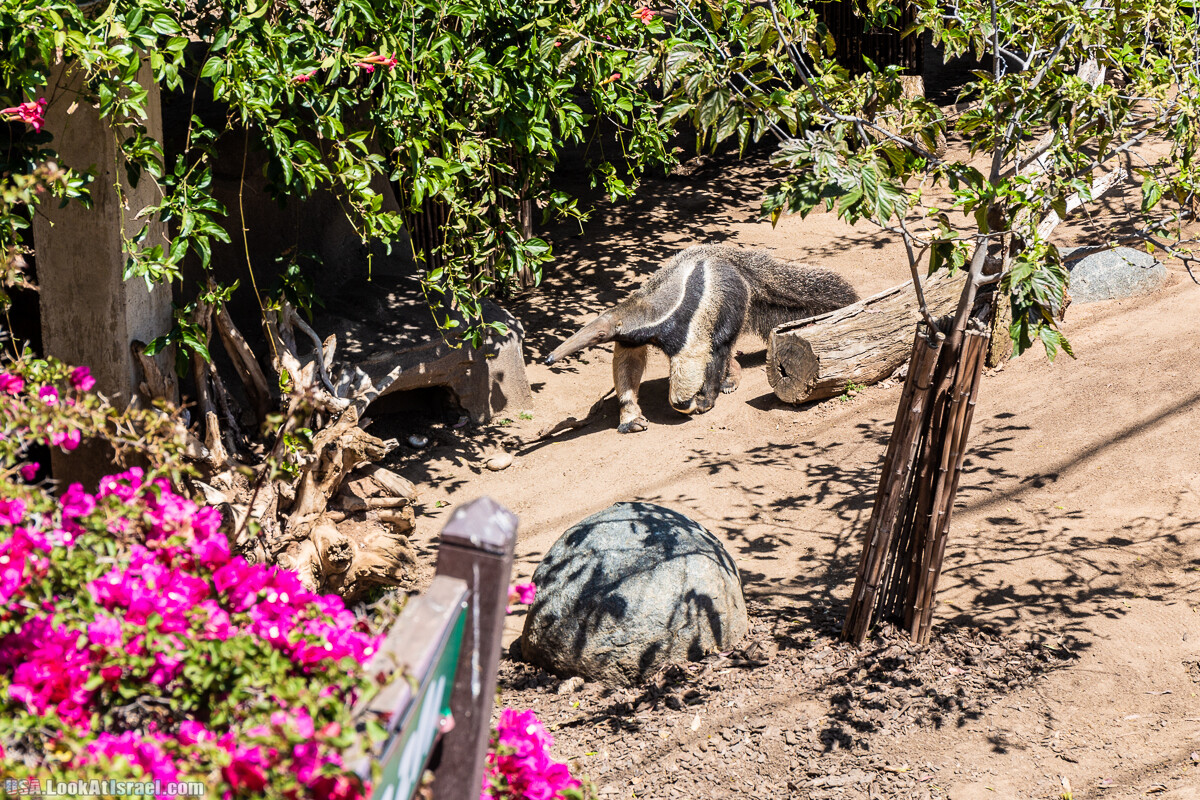 Зоопарк Сан Диего | LookAtIsrael.com - Фото путешествия по Израилю