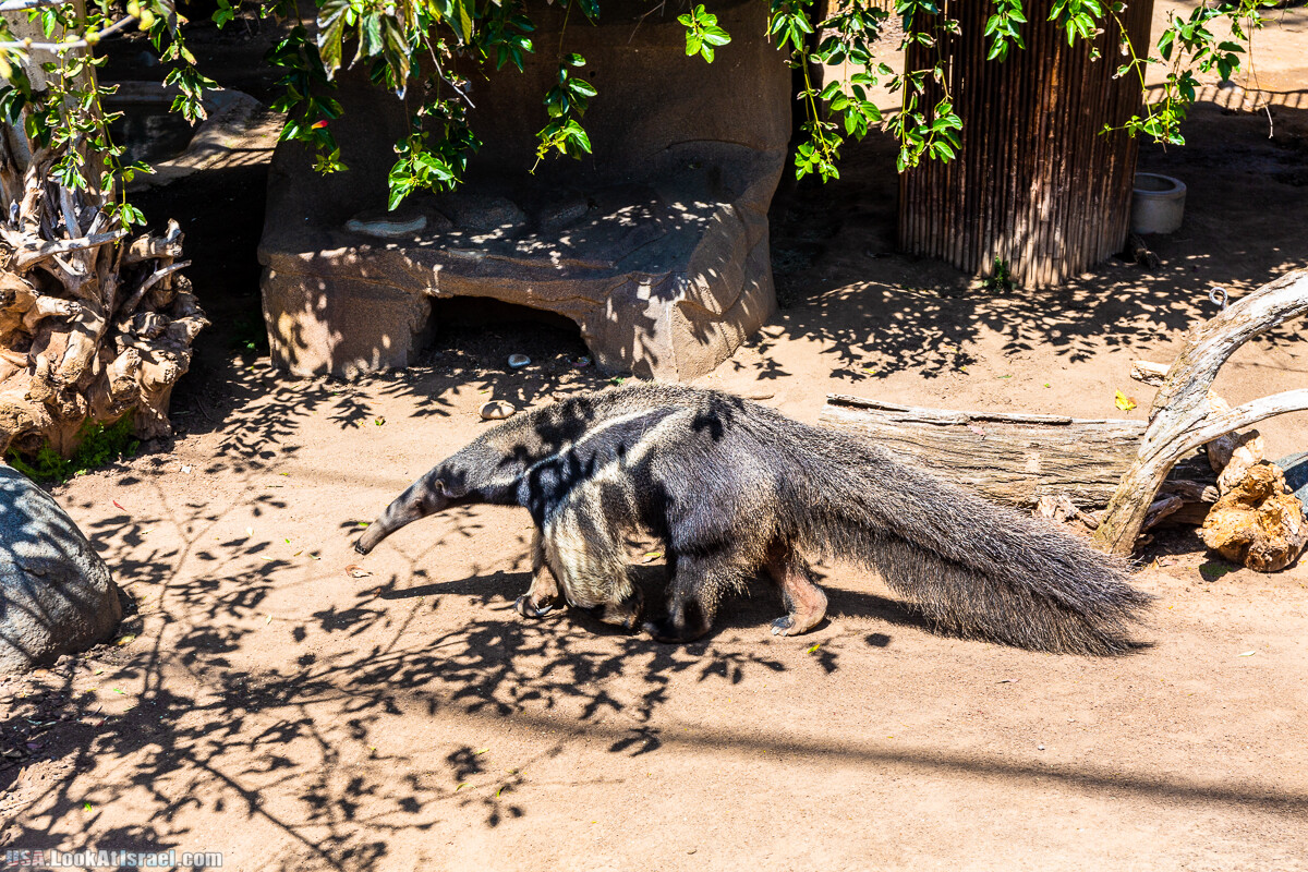 Зоопарк Сан Диего | LookAtIsrael.com - Фото путешествия по Израилю