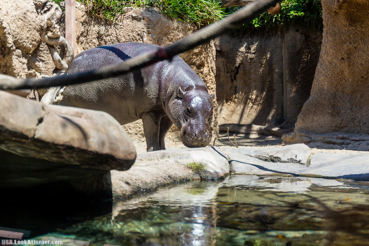 Зоопарк Сан Диего | LookAtIsrael.com - Фото путешествия по Израилю